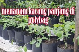 Tanam Kacang Panjang Dalam Polybag